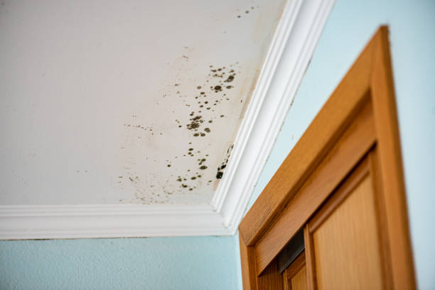 Best Commercial Mold Removal  in East Norwich, NY
