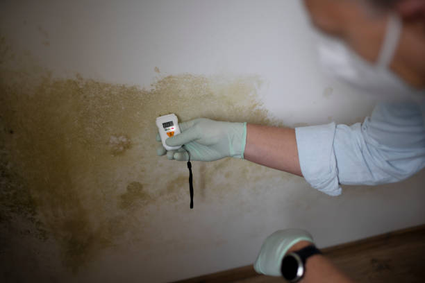 Best Certified Mold Removal  in East Norwich, NY