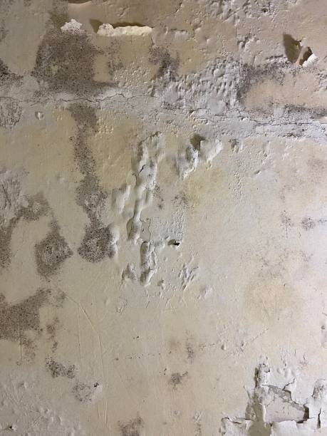 Best Mold Testing  in East Norwich, NY