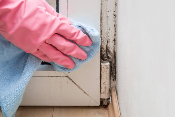 Home Mold Removal in East Norwich, NY